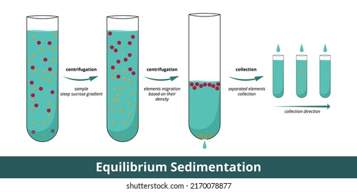 Gleichgewichtssedimentation. Phasen der Zellteiltrennung durch ultrakentrifuge mit 2 Stufen Zentrifugation. Die Trennung basiert auf der lebhaften Dichte der Elemente.