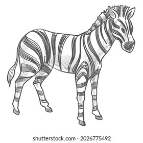 Equine animal, isolated mammal with stripes on skin. Wildlife and wild fauna. Stallion of national parks or reservations. Wilderness colorless. Monochrome sketch outline, vector in flat style