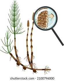 Equisetum arvense (horsetail) and Sporangiophore under magnifying glass isolated on white background