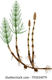 Equisetum arvense (horsetail) sporophyte with fertile and sterile stems, tuber and rhizome