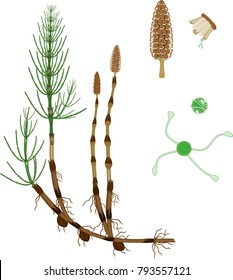 Equisetum arvense (horsetail) sporophyte with strobilus, sporangiophore and spore with uncoiled elaters