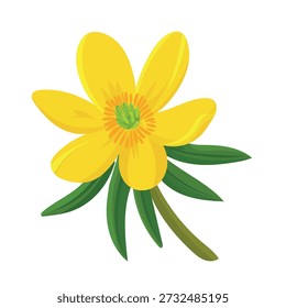 Eranthis hyemalis flower. Flat vector clipart, illustration with isolated background.