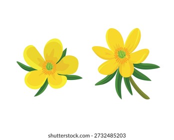 Eranthis hyemalis flower. Flat vector clipart, illustration with isolated background.