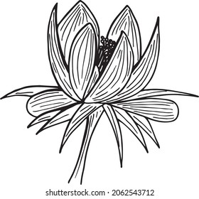 Eranthis hyemalis flower in a vector style isolated. Black and white sketch. Winter Aconite Botanical Illustration