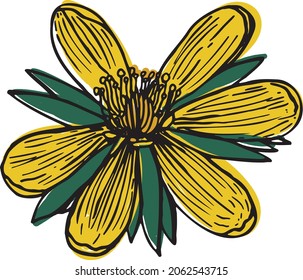 Eranthis hyemalis flower in a vector style isolated. Color sketch. Winter Aconite Botanical Illustration