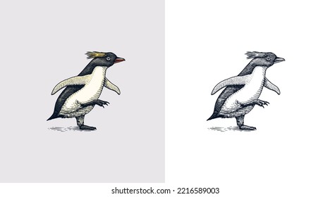 Erect-crested penguin or Macaroni. Cute small animal. Vector graphics black and white drawing. Hand drawn sketch. Aquatic flightless bird. 