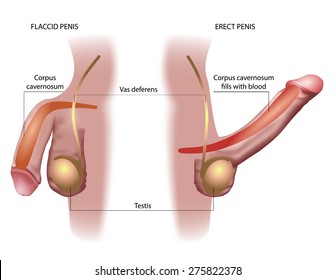 erection of male sex organ penis