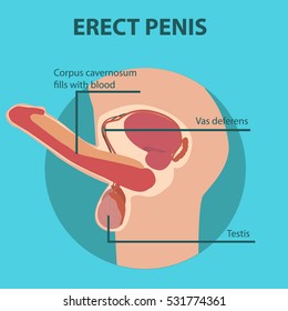 erection of male sex organ penis vector illustration