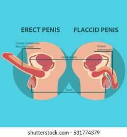 Erection of male sex organ penis, vector illustration