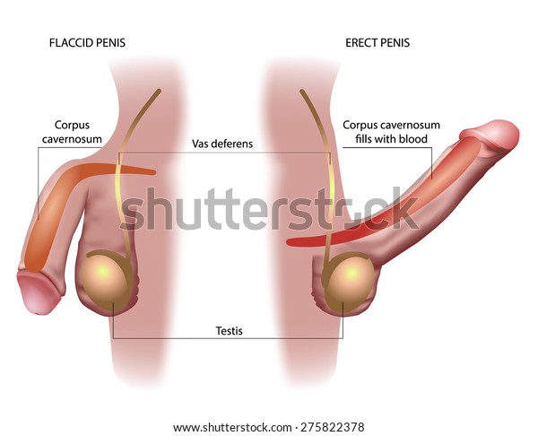 penis organ masculin