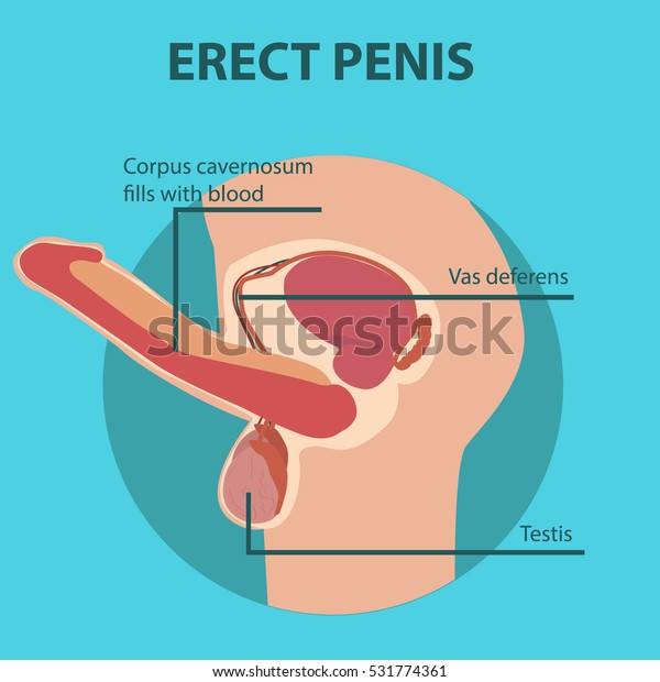 男性器の陰茎の勃起のベクターイラスト のベクター画像素材 ロイヤリティフリー