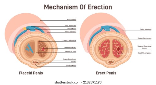 Erection Mechanism. Cross Section Diagram Of Male Reproductive Organ With Artery And Nerves. Reproductive System Studying. Flat Vector Illustration