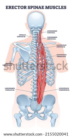 Erector spinae muscles with human back muscular system outline diagram. Labeled educational scheme with vertebrae lateral, column or medial parts division vector illustration. Medical superficial view ストックフォト © 