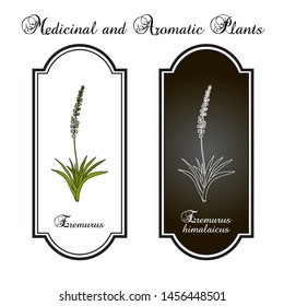 Eremurus himalaicus, or foxtail lilies, or desert candles, ornamental and medicinal plant. Hand drawn botanical vector illustration