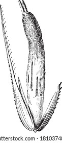 Planta Ergot, del Diccionario de Palabra y Cosas, 1888.