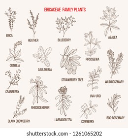 Ericaceae or heather family of flowering plants. Hand drawn botanical vector illustration