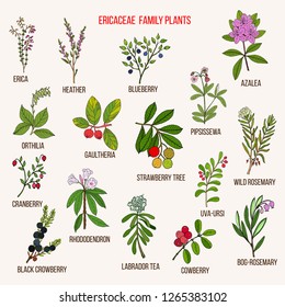 Ericaceae or heather family of flowering plants. Hand drawn botanical vector illustration