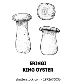 Eringi king oyster mushroom hand drawn sketch. Mushroom vector illustration. Organic healthy food. Great for packaging design. Engraved style. Black and white color