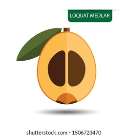 Eriobotrya japonica, Loquat or Medlar fruit on white background. Flat design style. vector illustration.