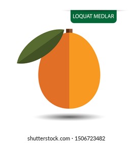 Eriobotrya japonica, Loquat or Medlar fruit on white background. Flat design style. vector illustration.