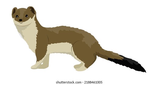 Ermine in summer brown fur. Wild animals of the Arctic. Mustela erminea. Realistic vector animal