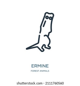 ermine thin line icon. wildlife, animal linear icons from forest animals concept isolated outline sign. Vector illustration symbol element for web design and apps.