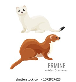 Ermines in winter and summer with white and brown fur