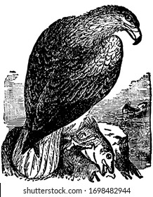 Erne is one of the bare legged eagles, vintage line drawing or engraving illustration.