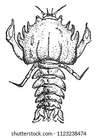 Eryon arctiformis, Crustace of the Oolite, vintage engraved illustration. From Natural Creation and Living Beings.
