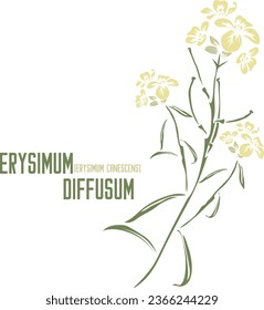 Erysimum diffusum flores y hojas silueta vectorial en color. Conjunto de plantas medicinales Erysimum canescens Roth en color para productos farmacéuticos. Dibujo del color de las hierbas medicinales.