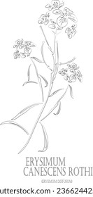 Erysimum diffusum flor y hojas contorno vectorial. Borde de la planta Erysimum canescens Roth. Conjunto de hierba Erysimum canescens en línea para productos farmacéuticos. Dibujo por contorno de hierbas medicinales