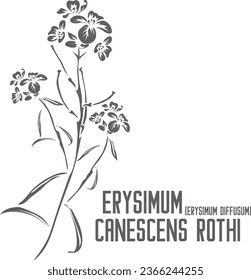 Silhouette vectorial Erysimum diffusum. Medicinal Erysimum canescens Roth contorno. Conjunto de Erysimum canescens en línea para productos farmacéuticos y de cocción. Dibujo por contorno de hierbas medicinales