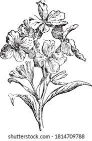 Erysimum flower, From the Dictionary of Word and Things, 1888.