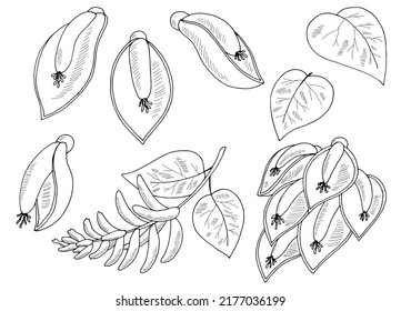 Erythrina flower graphic black white isolated sketch illustration vector
