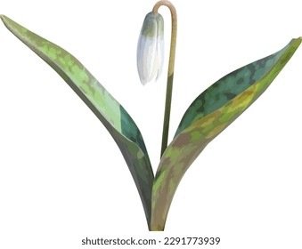 Erythronium albidum (White Trout Lily) Woodland Spring Wildflower Isolated