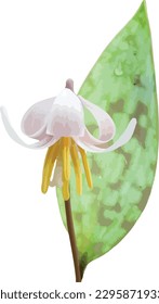 Erythronium albidum (White Trout Lily) Native North American Woodland Spring Wildflower Isolated