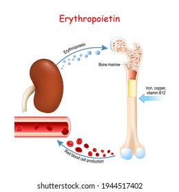 Erythropoietin. Glycoprotein cytokine secreted by the kidney in response to cellular hypoxia that stimulates red blood cell production (erythropoiesis) in the bone marrow. Vector illustration