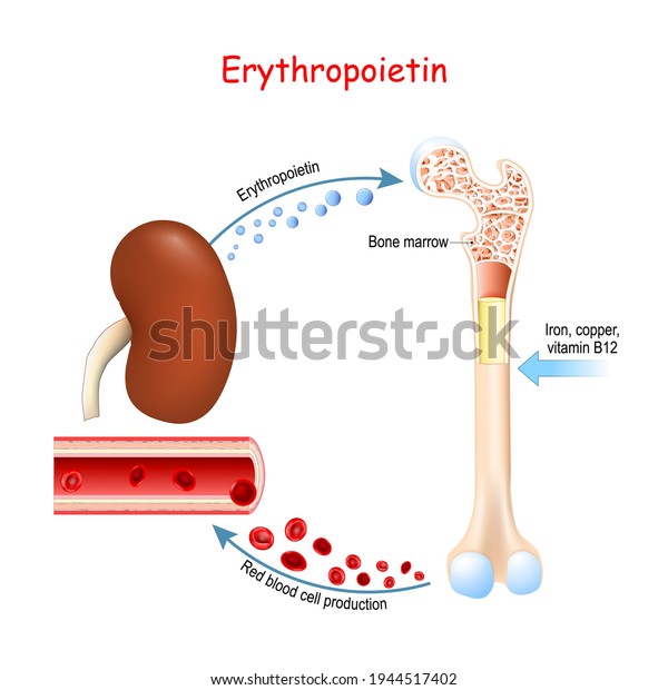 エリスロポエチン 骨髄中の赤血球産生 赤血球産生 を刺激する細胞性低酸素症に反応して腎臓から分泌される糖タンパク質サイトカイン ベクターイラスト のベクター画像素材 ロイヤリティフリー
