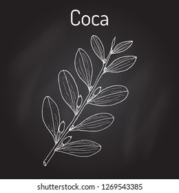 Erythroxylum coca. Hand drawn botanical vector illustration