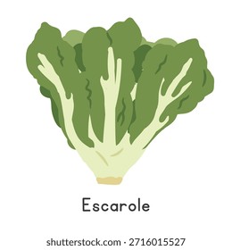 Ilustración vectorial plana de la historieta de la lechuga de Escarole aislada en el fondo blanco