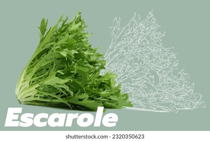 Escarole Lettuce Texture Vector Drawing Illustration EPS10