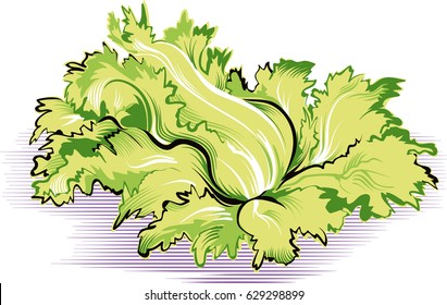 Escarole Salad Plant.