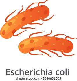 Escherichia coli bacteria is a common cause of food poisoning and urinary tract infections, highlighting the importance of food safety and hygiene