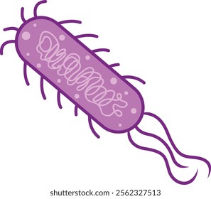 Escherichia Coli Bacteria or E. Coli Illustration