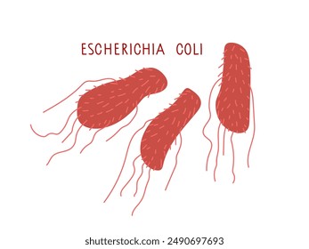 Escherichia coli bakterielle wissenschaftliche Vektorillustration isoliert auf weißem Hintergrund E. coli bakterielle Infektion Zeichen für medizinische und pädagogische Infografiken. Mikrobiota des Verdauungstrakts.