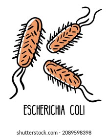 Escherichia coli gram-negative anaerobic bacterium in the human intestinal microflora, vector illustration. Microbiota of the digestive tract.