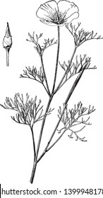 Escholzia Maritima is a species of flowering plant in the Papaveraceae family, also known as California poppy or Eschscholzia californica, vintage line drawing or engraving illustration.