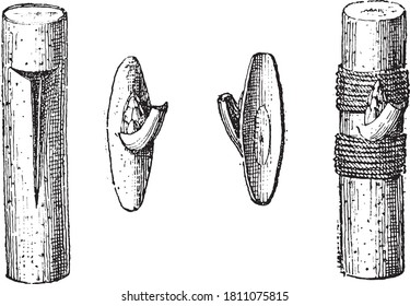 Escutcheon (arboriculture), From the Dictionary of Word and Things, 1888.