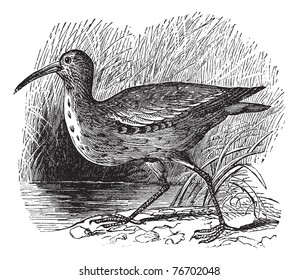 Eskimo Curlew or Northern Curlew or Numenius borealis, vintage engraving. Old engraved illustration of an Eskimo Curlew. Trousset Encyclopedia