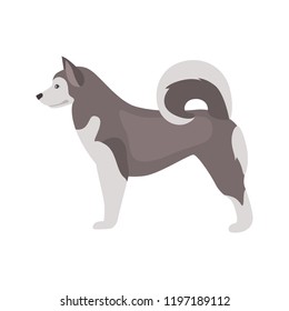 Eskimo dog color vector icon Flat design